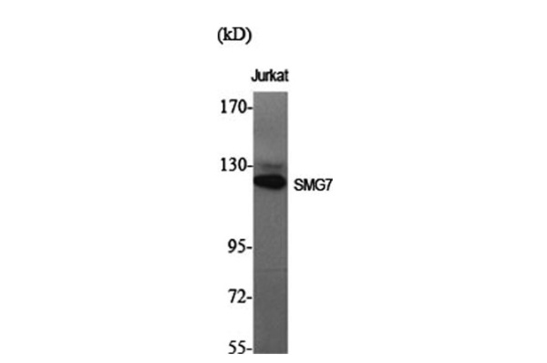 SMG7 Polyclonal Antibody (E-AB-32926)