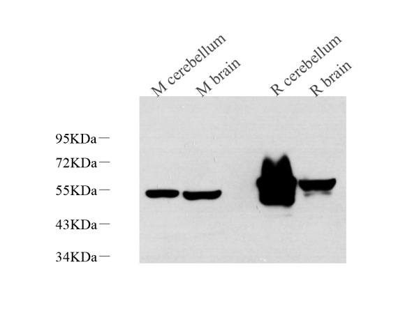GFAP Monoclonal Antibody (E-AB-70205)