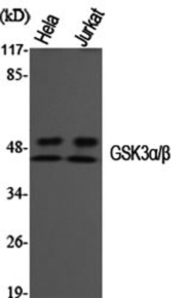 GSK3 alpha/beta Polyclonal Antibody (E-AB-31628)