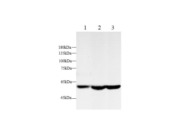 AMPK alpha2 Polyclonal Antibody (D-AB-10161L)
