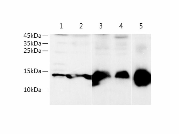 Fabp5 Polyclonal Antibody (E-AB-40646)