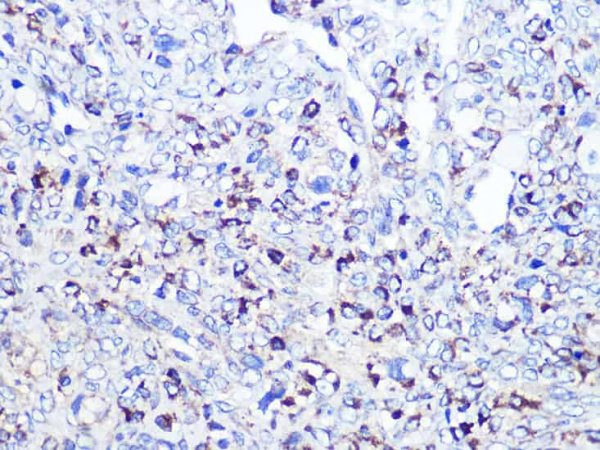 CD68 Polyclonal Antibody (E-AB-64533)