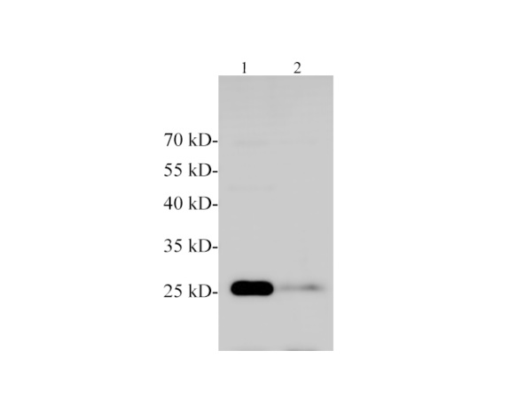 MOG Polyclonal Antibody (E-AB-40591)