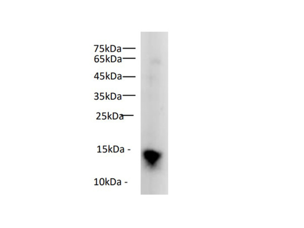 Histone H3 Polyclonal Antibody (E-AB-40520)