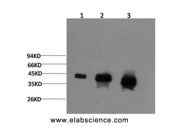 ERK 1/2 Monoclonal Antibody (E-AB-22142)