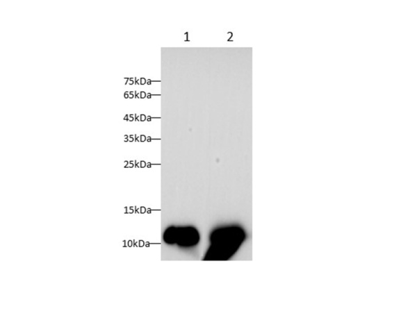 FABP1 Polyclonal Antibody (AN006980L)