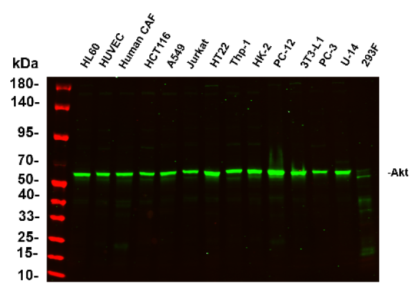 Recombinant Akt (pan) Monoclonal Antibody (AN300800L)
