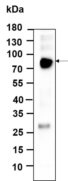 Recombinant FRS2 Monoclonal Antibody (AN301184L)