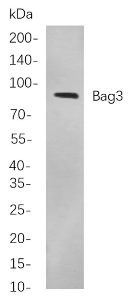 Recombinant Bag3 Monoclonal Antibody (AN300926L)