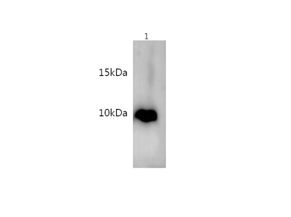 S100B Polyclonal Antibody (D-AB-10118L)