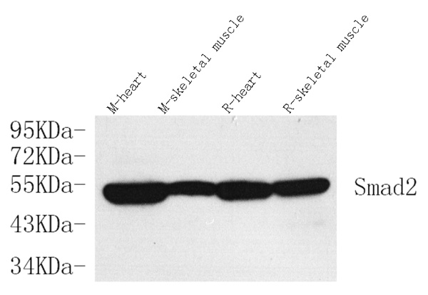 SMAD2 Polyclonal Antibody (E-AB-70072)