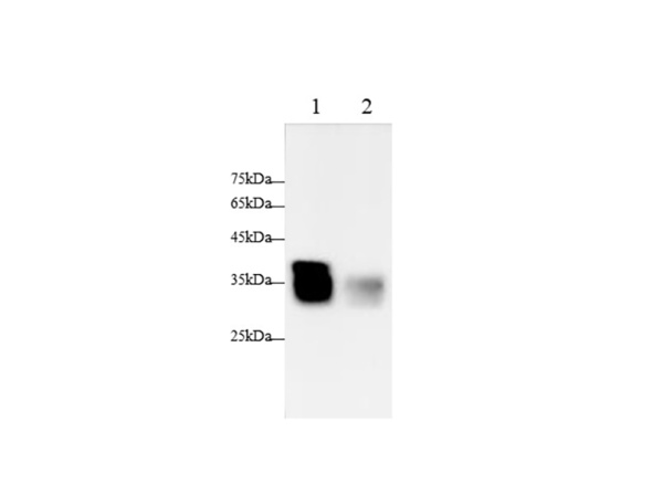 DAO Polyclonal Antibody (AN006850L)
