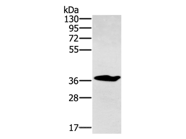 NOV Polyclonal Antibody (E-AB-15124)