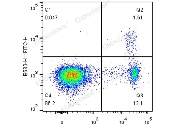 FITC Anti-Mouse Foxp3 Antibody[3G3] (E-AB-F1238C)
