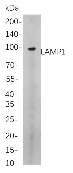 Recombinant LAMP1 Monoclonal Antibody (AN300982L)