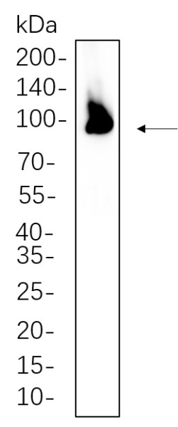 Recombinant PSD95 Monoclonal Antibody (AN301364L)