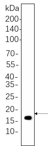 Recombinant Histone H3 (Di Methyl Lys4) Monoclonal Antibody (AN300617L)
