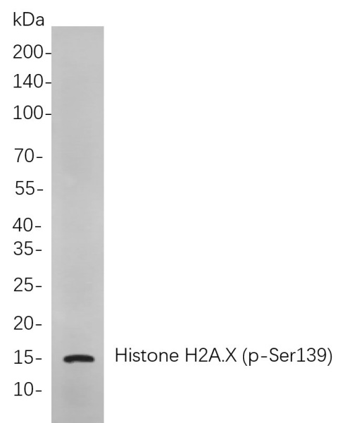 Recombinant Phospho-Histone H2A.X (Ser139) Monoclonal Antibody (AN300977L)