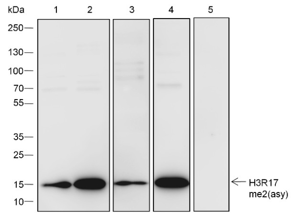 Recombinant Histone H3 (Asymmetric Di Methyl Arg17) Monoclonal Antibody (AN302106L)