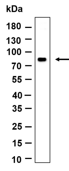 Recombinant MS4A14 Monoclonal Antibody (AN301203L)