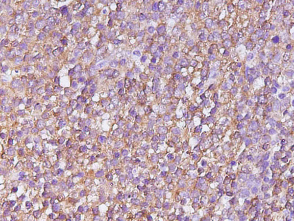 CASP4 Polyclonal Antibody (D-AB-10447L)