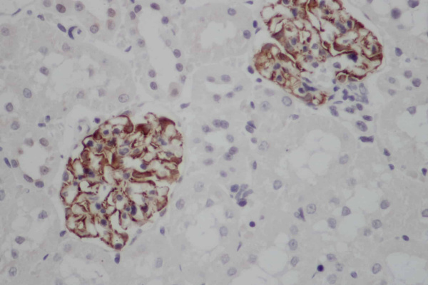 NES Polyclonal Antibody (E-AB-13002)