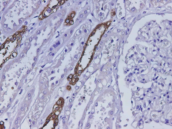 UMOD Polyclonal Antibody (D-AB-10364L)