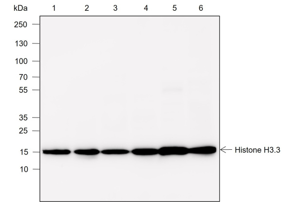 Recombinant Histone H3.3 Monoclonal Antibody (AN302024L)