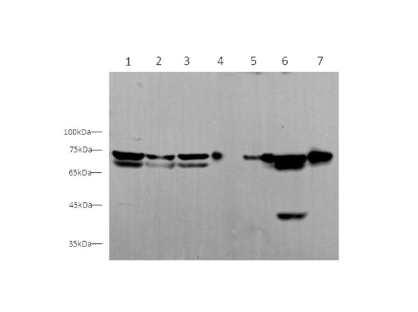 HSPA5 Polyclonal Antibody (D-AB-10170L)