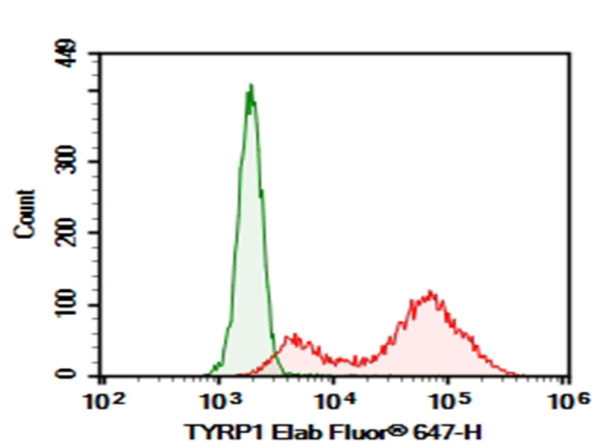 AF/LE Purified Anti-Human TYRP1 Antibody[TA99] (AN007880)