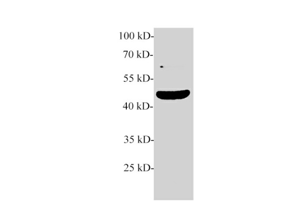 TGF beta 2 Polyclonal Antibody (E-AB-40637)