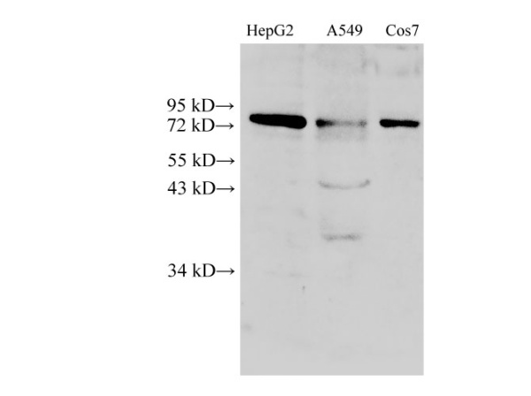 DRP1 Polyclonal Antibody (D-AB-10190L)