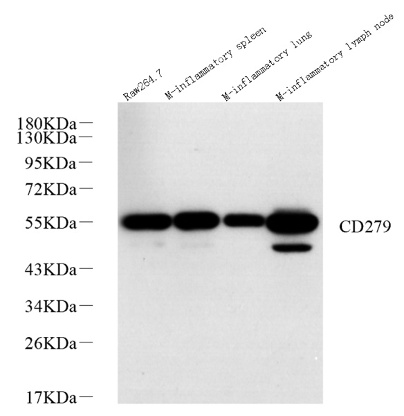 PD-1/CD279 Polyclonal Antibody (E-AB-70227)