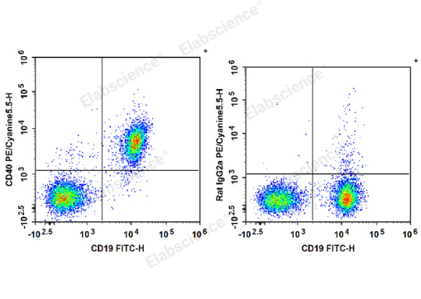 PE/Cyanine5.5 Anti-Mouse CD40 Antibody[FGK4.5/FGK45] (E-AB-F1028UI)