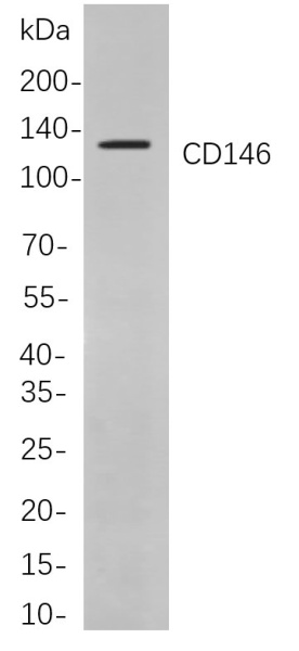 Recombinant CD146 Monoclonal Antibody (AN300874L)