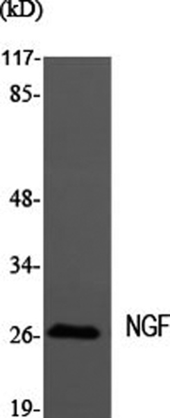 NGF Polyclonal Antibody (E-AB-32239)