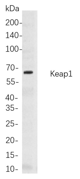 Recombinant Keap1 Monoclonal Antibody (AN300872L)