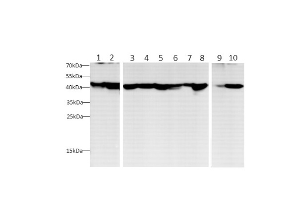 beta actin Polyclonal Antibody (E-AB-40517)