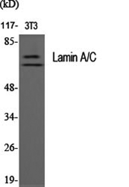 LMNA Polyclonal Antibody (E-AB-31899)