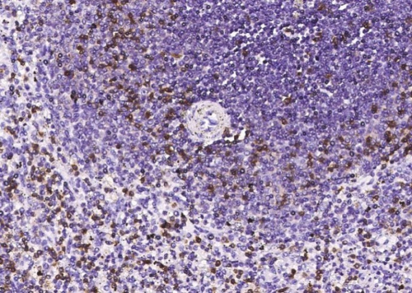 CD2 Monoclonal Antibody (AN200005P)