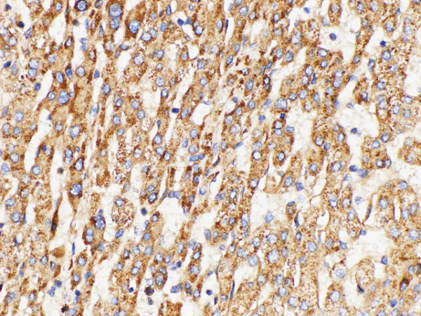 GPNMB Polyclonal Antibody (E-AB-40473)