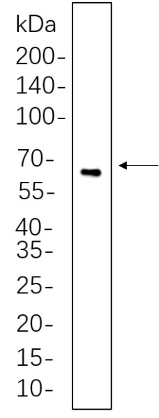 Recombinant TFEB Monoclonal Antibody (AN300674L)