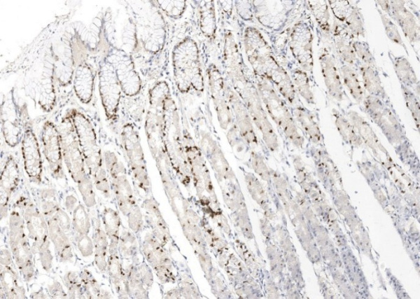 Recombinant IL-33 Monoclonal Antibody (AN300184P)