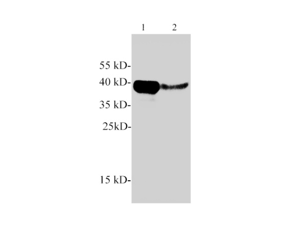 Arginase 1 Polyclonal Antibody (E-AB-40587)