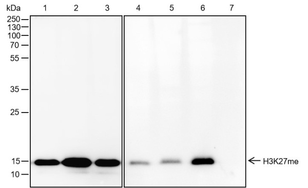 Recombinant Hisotne H3 (Mono Methyl Lys27) Monoclonal Antibody (AN302118L)