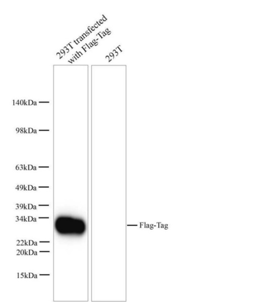 Flag-Tag Monoclonal Antibody (E-AB-48025)