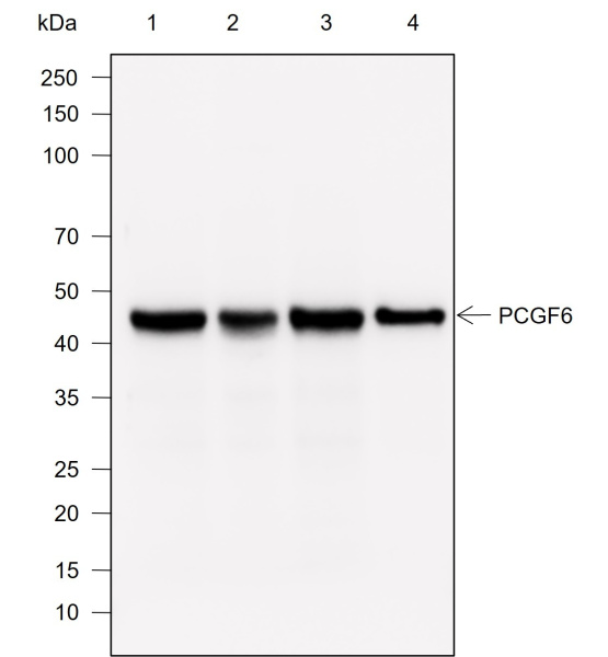 Recombinant PCGF6 Monoclonal Antibody (AN302031L)