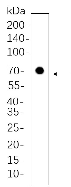 Recombinant Nrf1 Monoclonal Antibody (AN300688L)