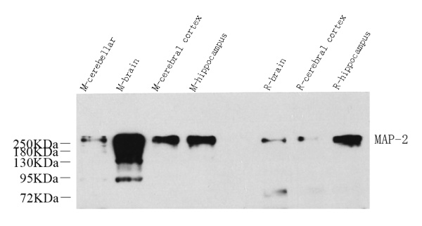 MAP2 Polyclonal Antibody (E-AB-70055)