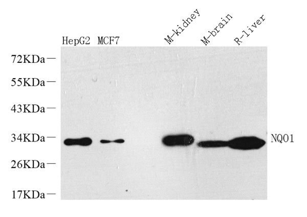 NQO1 Polyclonal Antibody (E-AB-70139)
